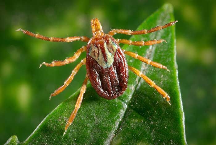 Gulf coast tick